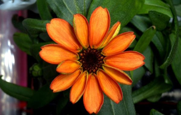 Una flor espacial cultivada con Iluminación LED